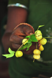  Kiru Nallikaayi Uppinakaayi is the pickle made using the smaller Indian gooseberries. These berries are tart & sweet & pickle is ready in 3 days.