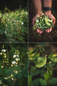 Menthya Soppu Avarekaalu Bhath is a spicy pulav with loads of flavours made using fenugreek leaves and flat beans.