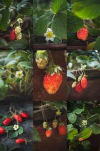 Homemade Strawberry Jam with chia seeds which is thick, sticky and glossy which is super simple to make and can be used to spread on bread or on pancakes.