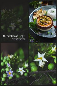 Sundekkayi Gojju is a creamy, spicy curry which is served usually with rice and tastes absolutely yummy which is made using foraged turkey berries.