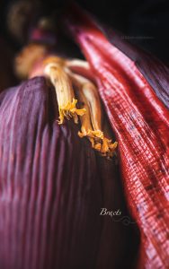 Baale hoovu palya, the banana heart curry is a curry made using banana heart (banana blossom).This curry is made using coconut milk which makes it creamy.