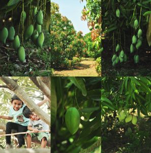 Paluvu or the raw mango curry is a lipsmacking, spicy, sweet, tangy raw & thick curry made using Tothapuri mango and can be served with almost everything.